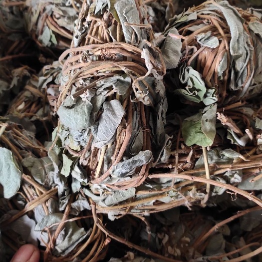 江门 金钱草