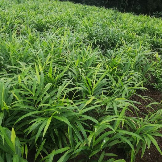 荣县白口姜种