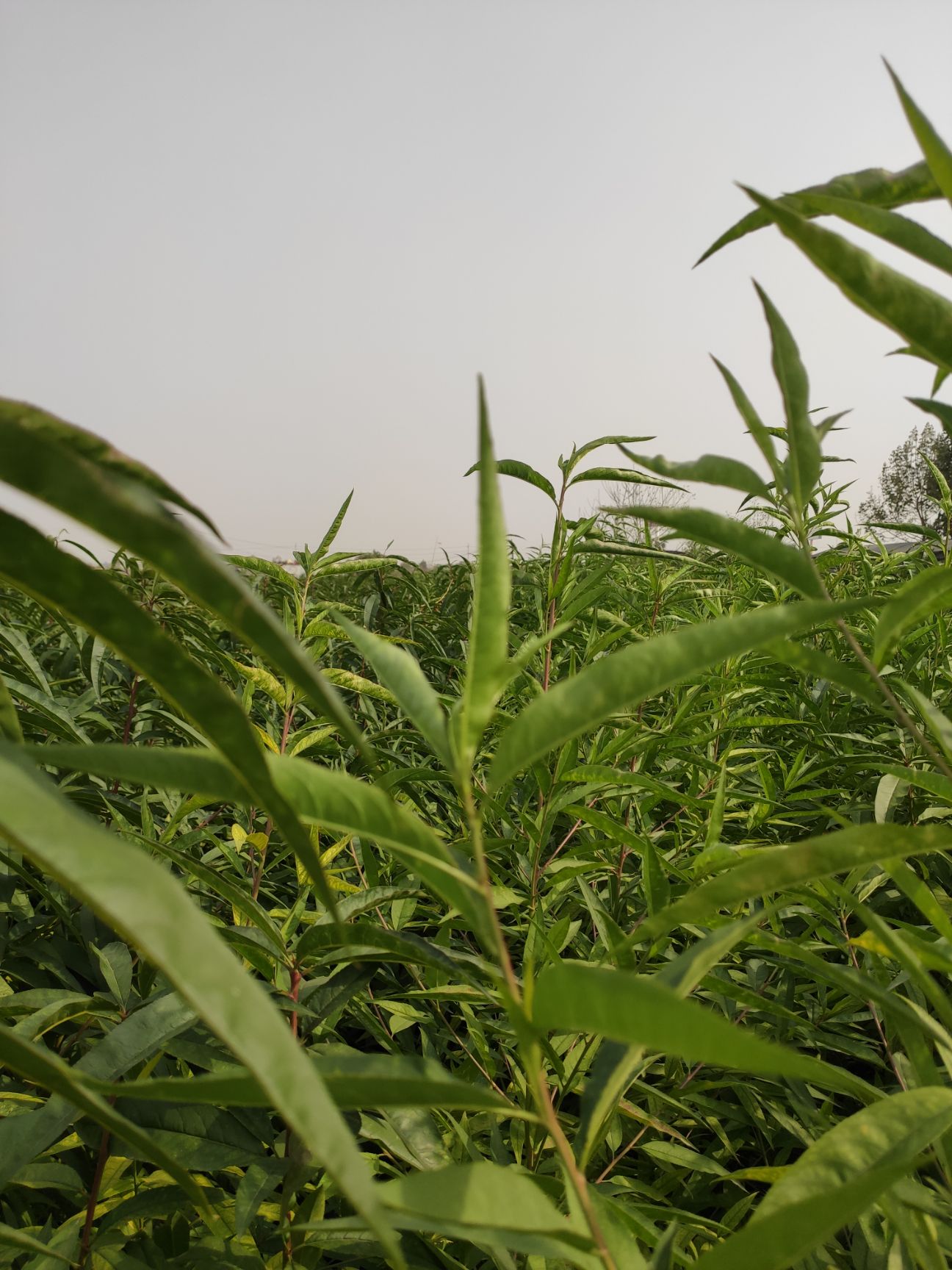 桃树苗  新世纪黄桃苗  新世纪2号黄桃苗，晚熟黄桃，中秋节