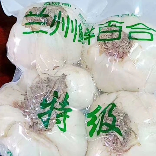 兰州兰州百合