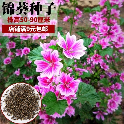锦葵花种子 荆葵 四季可播易种花卉种子 庭院植物多年生耐旱