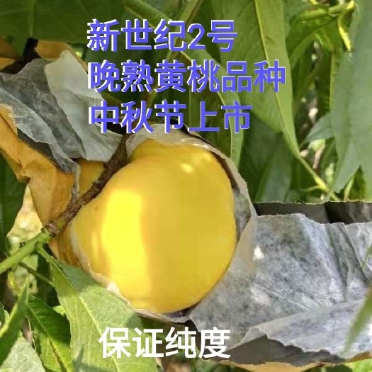 桃树苗  新世纪黄桃苗  新世纪2号黄桃苗，晚熟黄桃，中秋节