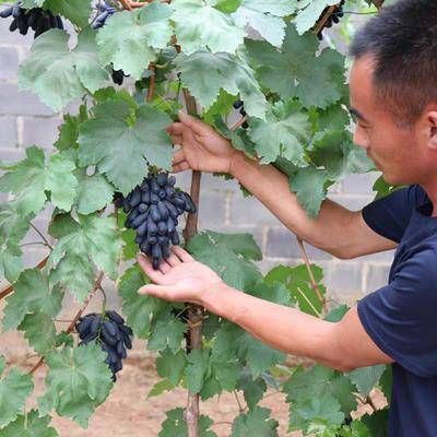 蓝宝石葡萄苗基地现挖现发保证真苗当年结果量大价优 死苗包售后