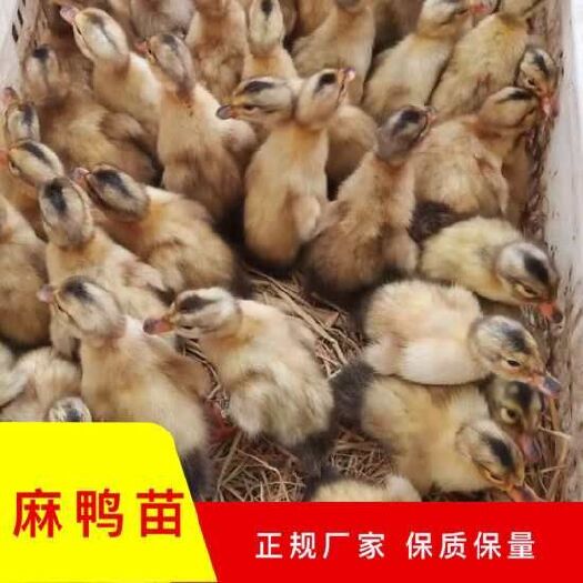 优质麻鸭苗供应 建湖县发货 雄健活泼 成活率高 稳定供货