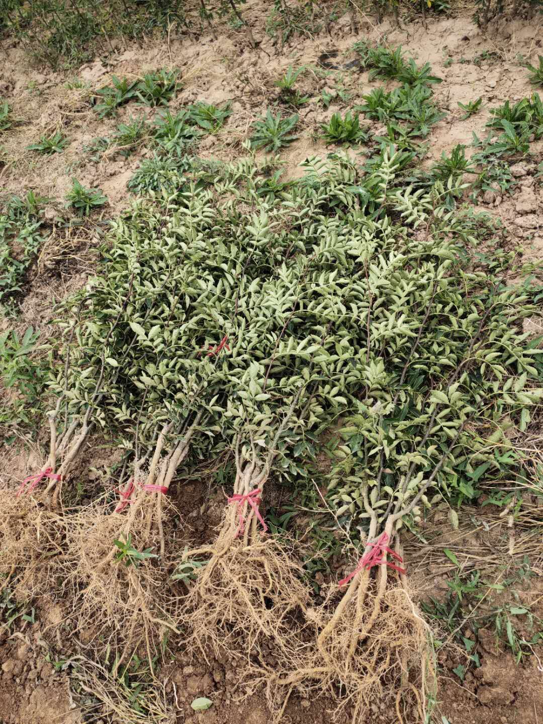 无刺花椒苗大量出售，无刺花椒摘椒不扎手。