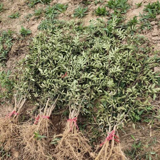 蒲城县无刺花椒苗大量出售，无刺花椒摘椒不扎手。