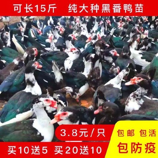 建湖县(现货)大种黑番鸭苗  已防疫，包路损，90天10斤左右