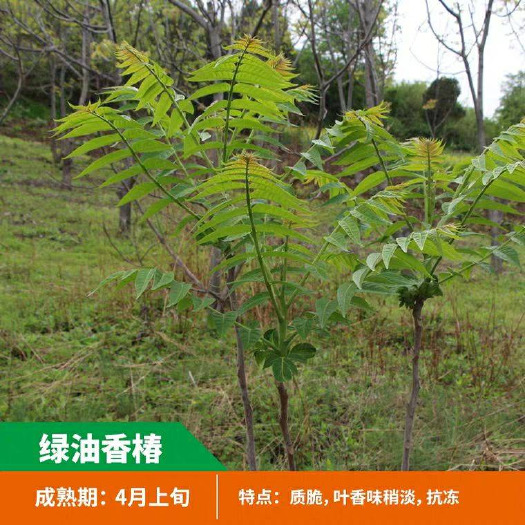 平邑县绿香椿苗  绿油香椿苗基地现挖现发保证真苗当年结果量大价优 死苗包售后