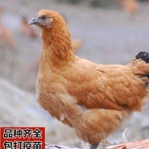 开阳县矮脚黄鸡苗 公 
