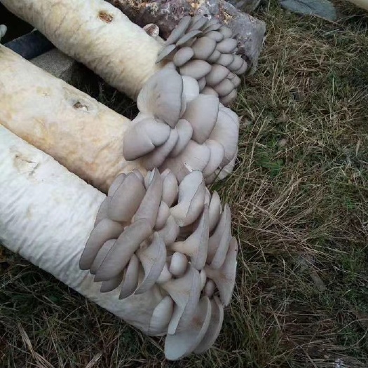 平菇菌棒 出菇筒  直接出菇