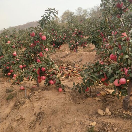 绥中县 寒富苹果。辽宁绥中水果直销地。