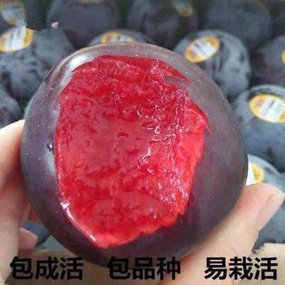平邑县红心李子苗  红心李子树苗 脆甜李树苗基地现挖现发保证真苗当年结果量大价优