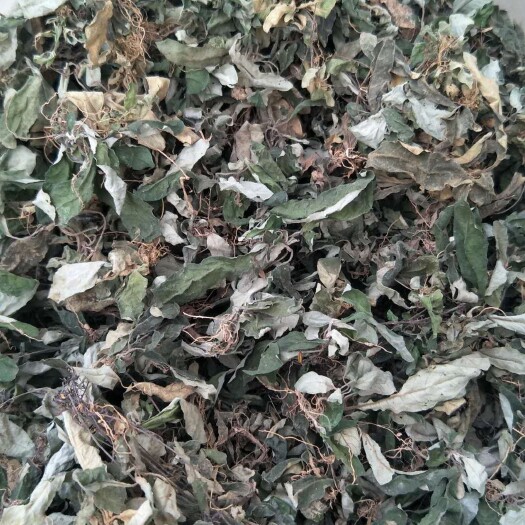 肇庆地胆草  白背草，白花地胆头，干货