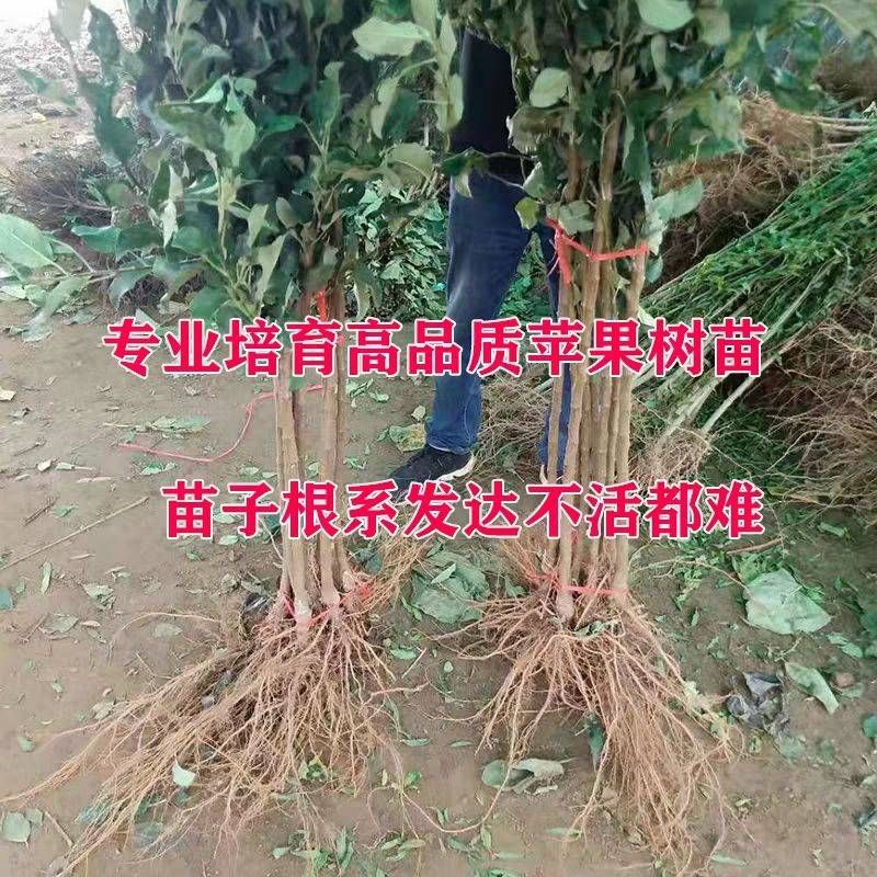 冰糖心苹果苗基地现挖现发保证真苗当年结果量大价优