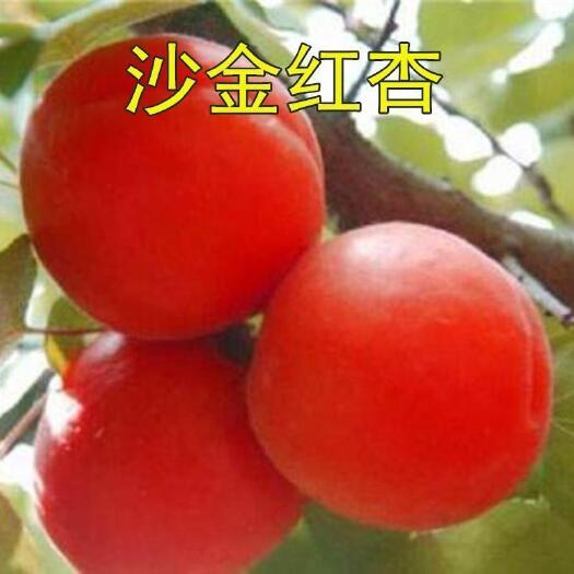 平邑县金太阳杏树苗 凯特杏树苗 品种对版基地现挖现发保证真苗
