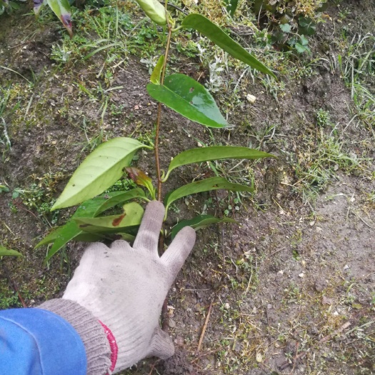 黎平县粉红黑老虎布福娜苗产地直发