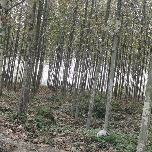 东海县速生法桐 