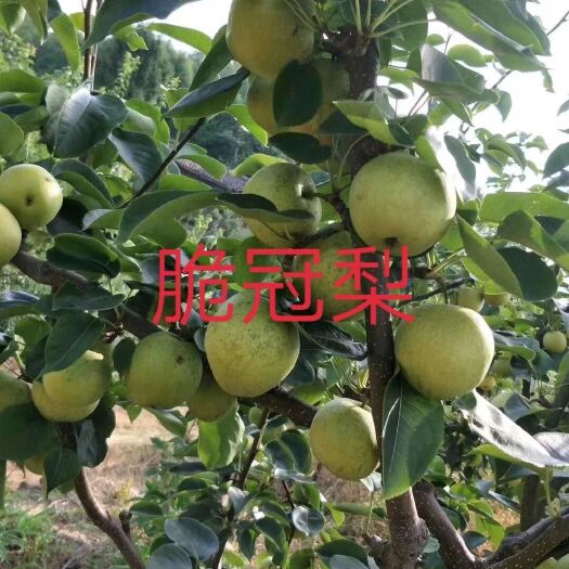 苍溪县翠冠梨苗  脆冠梨大树