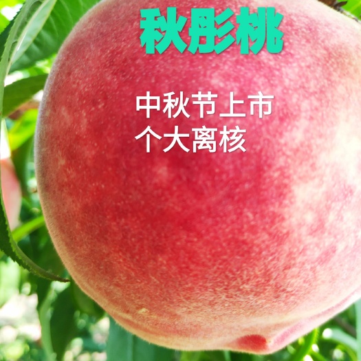 寿光市秋彤桃树苗，中秋节上市，个大离核，口感脆甜