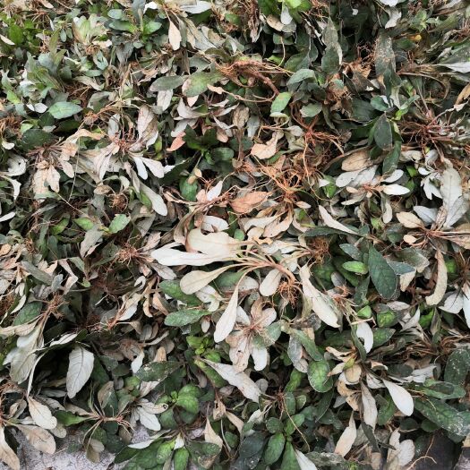 肇庆地胆草 新鲜白背草，白背子，白花草鞋头