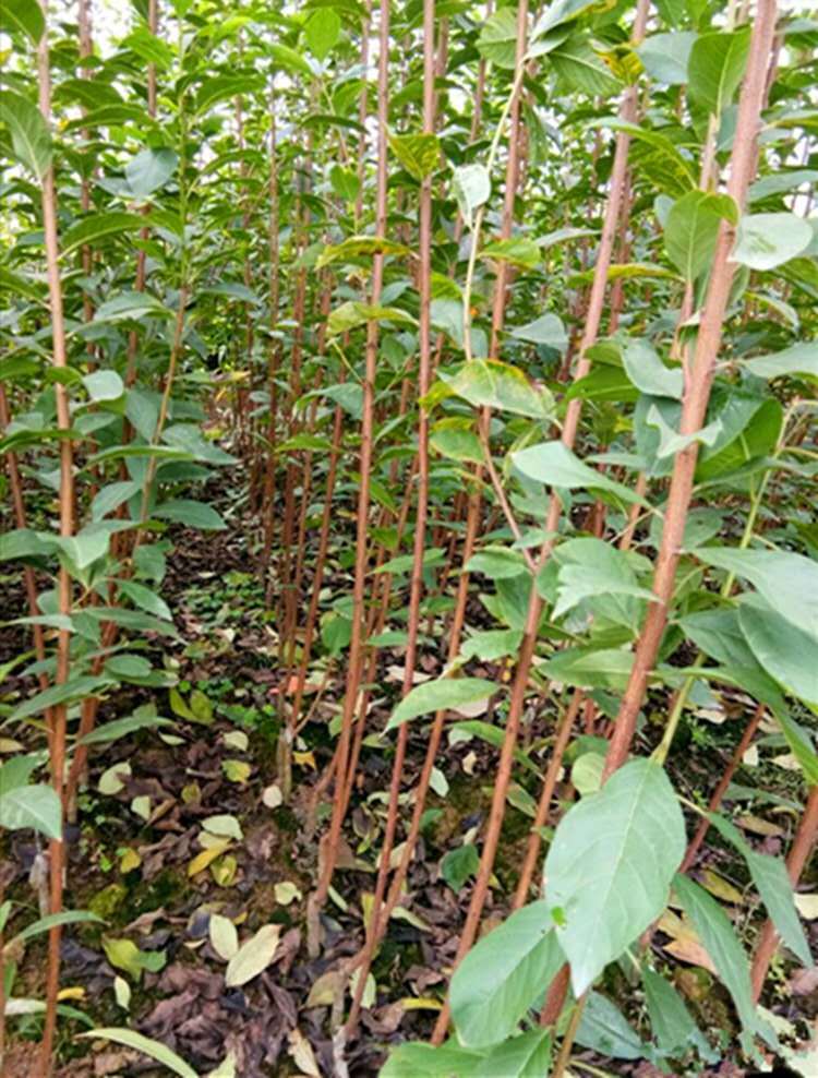 红心李子苗  红心李子树苗 脆甜李树苗基地现挖现发保证真苗当年结果量大价优