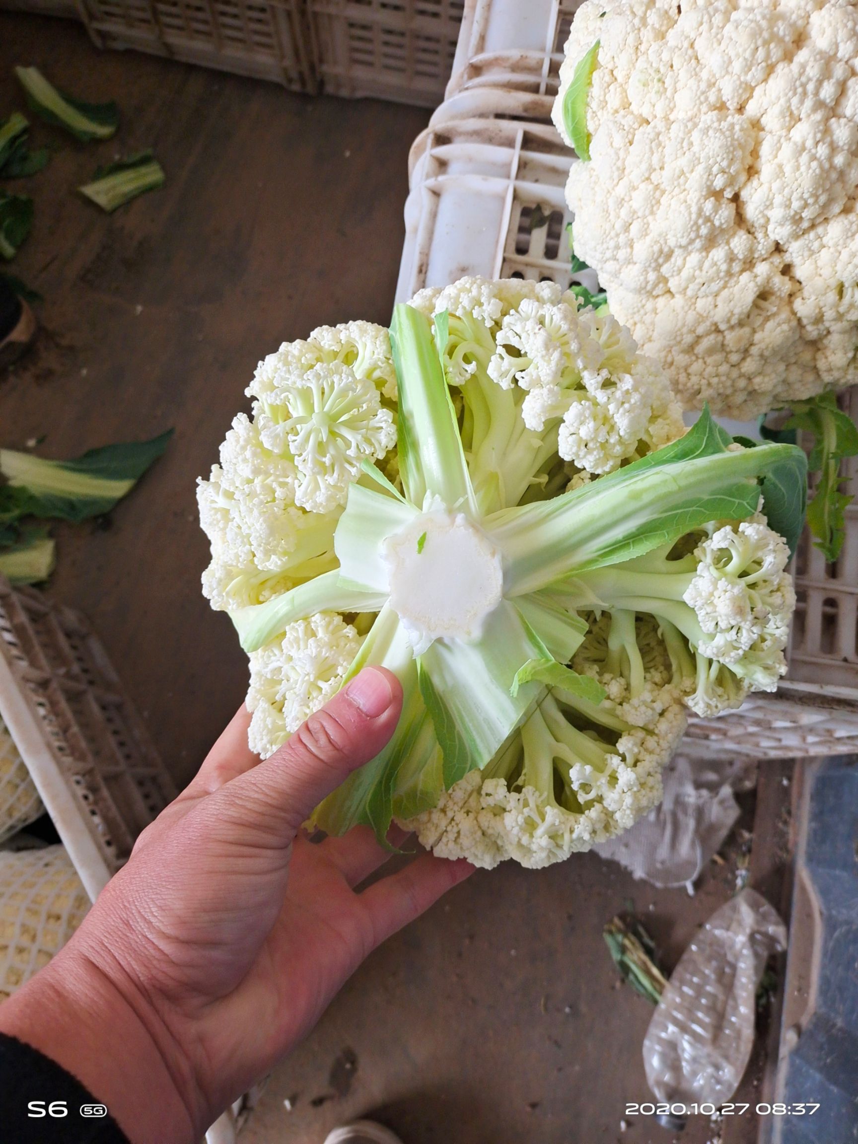 有机菜花  白菜花 优质 散花    松花  产地直
