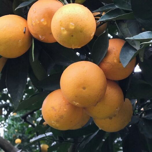 麻阳县 橙子 麻阳老树冰糖橙