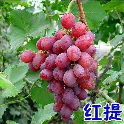平邑县美国红提苗  红提葡萄树苗基地现挖现发保证真苗当年结果量大价优 死苗包售后