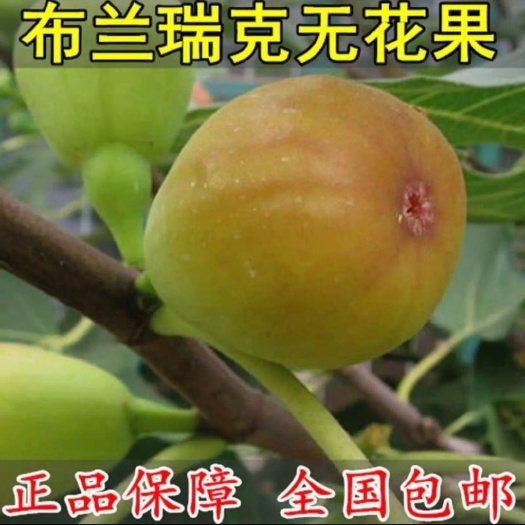 布兰瑞克无花果苗南北方庭院地栽种阳台盆栽嫁接特大果树当年结果