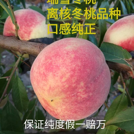 寿光市冬桃苗  瑞雪冬桃树苗，离核冬桃新品种苗，口感脆甜，保证纯度