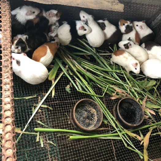 临朐县荷兰鼠  荷兰猪