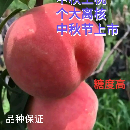 中秋王桃树苗，中秋节上市离核新品种，个大全红脆甜