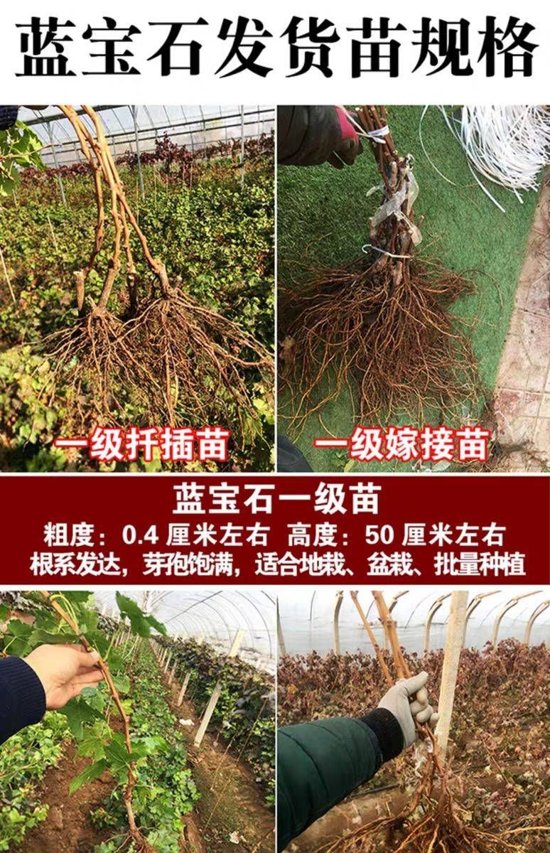 蓝宝石葡萄苗基地现挖现发保证真苗当年结果量大价优 死苗包售后
