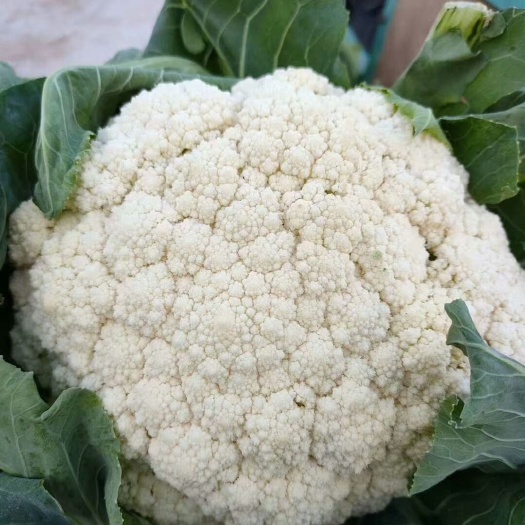 邯郸白花菜花  河北邯郸永年数千万亩蔬菜基地实力代办，代销，代收