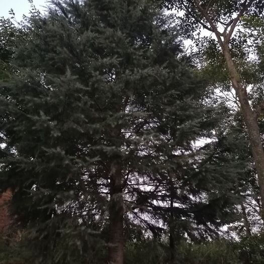 文山市 米径25公分雪松