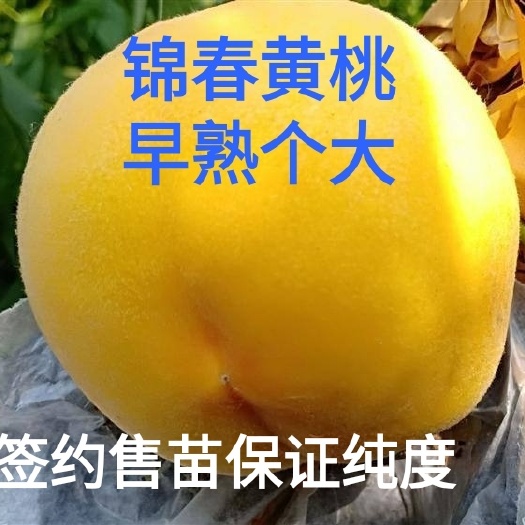 寿光市锦春黄桃，早熟黄桃新品种，个大早熟
