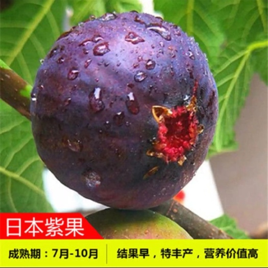 日本紫果无花果苗  新品种日本紫果嫁接大无花果树苗阳台盆栽庭