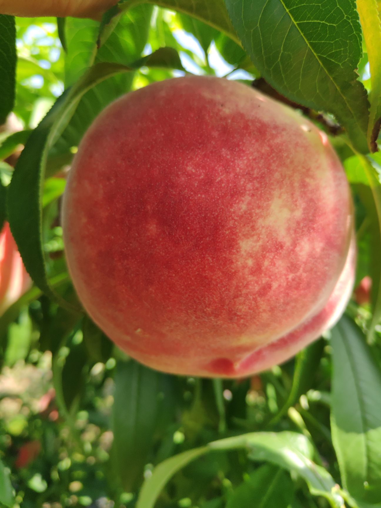 秋彤桃树苗，中秋节上市，个大离核，口感脆甜