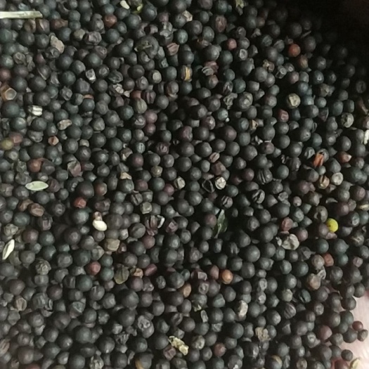 呼伦贝尔油菜籽  呼伦贝尔个人精选油优质菜籽，水份小，卖相好，味香，