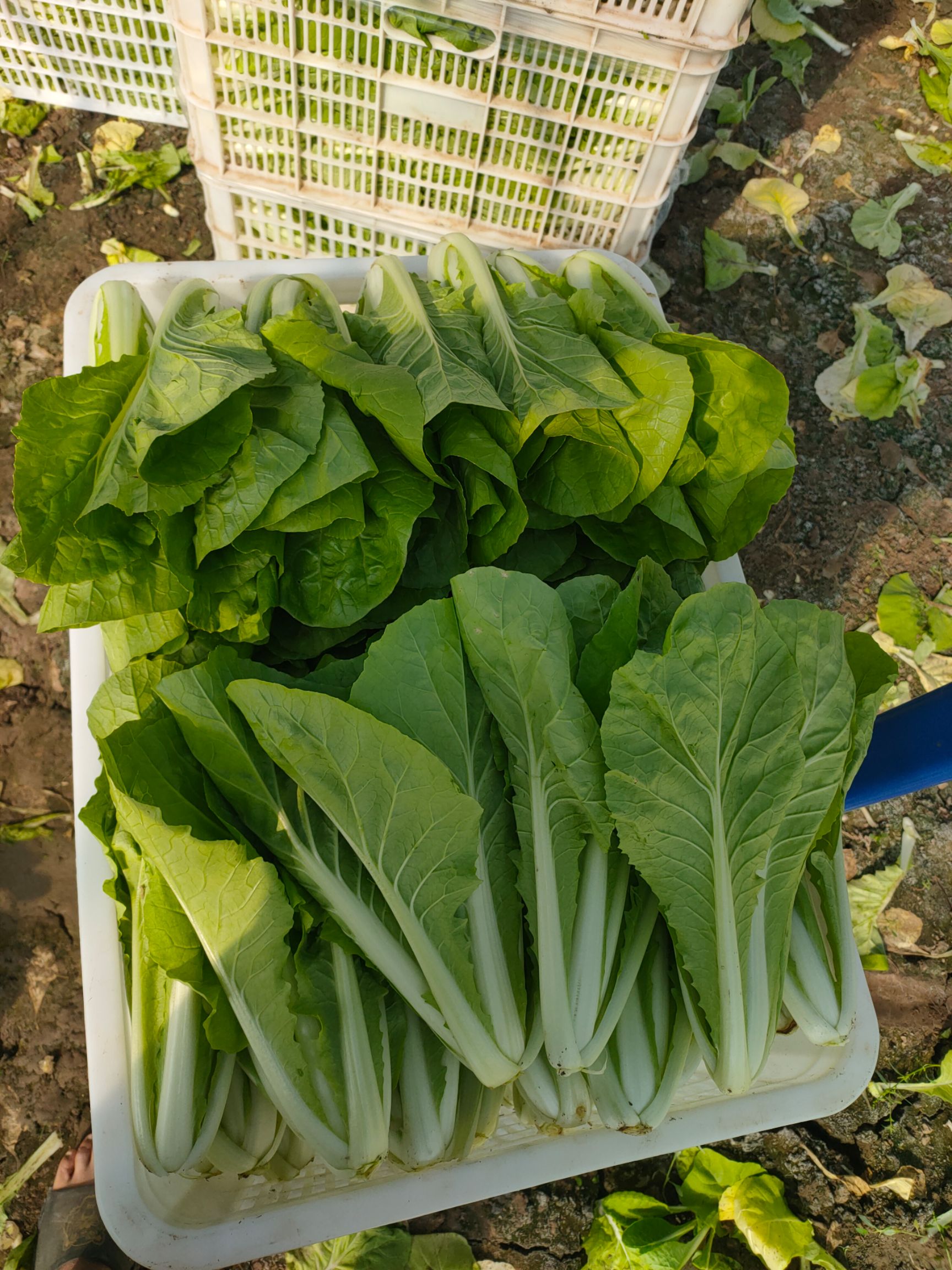 快菜 南通精品毛白菜 产地直供 量大从优 常年不断货