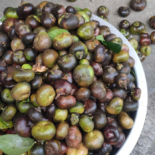 金花茶种子 金花茶果 现摘现卖 品种包正 产地自产自销