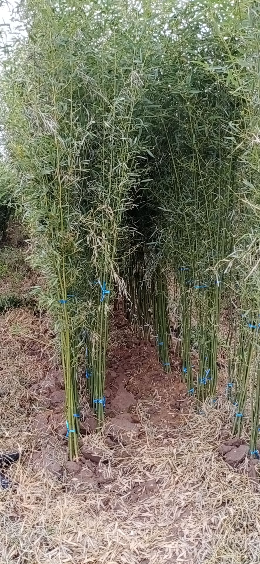 淡竹  四季青竹，常年供应需要的联系量大从优