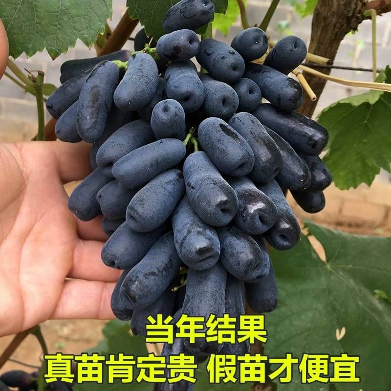 蓝宝石葡萄苗基地现挖现发保证真苗当年结果量大价优 死苗包售后