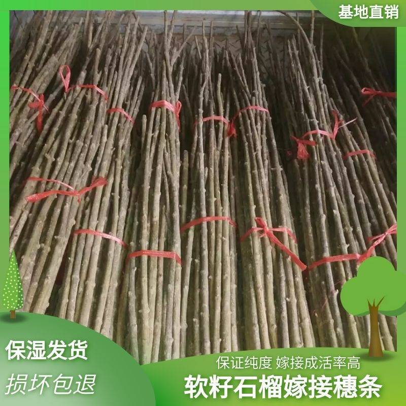 老兵慕乐超软籽石榴嫁接穂条