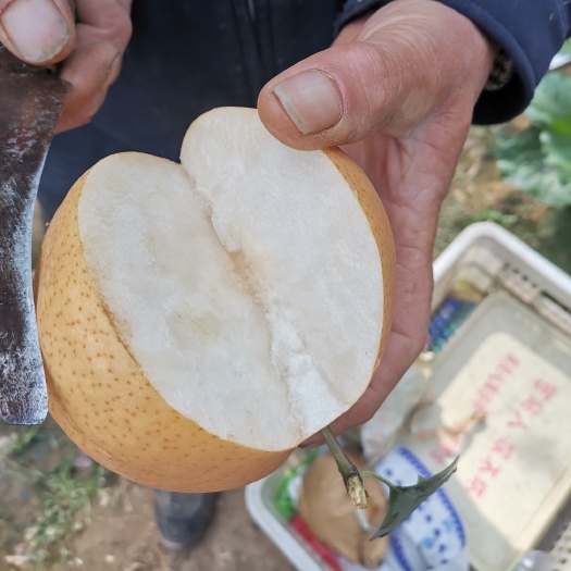 临沂晚秋黄梨 水分大，甜味足