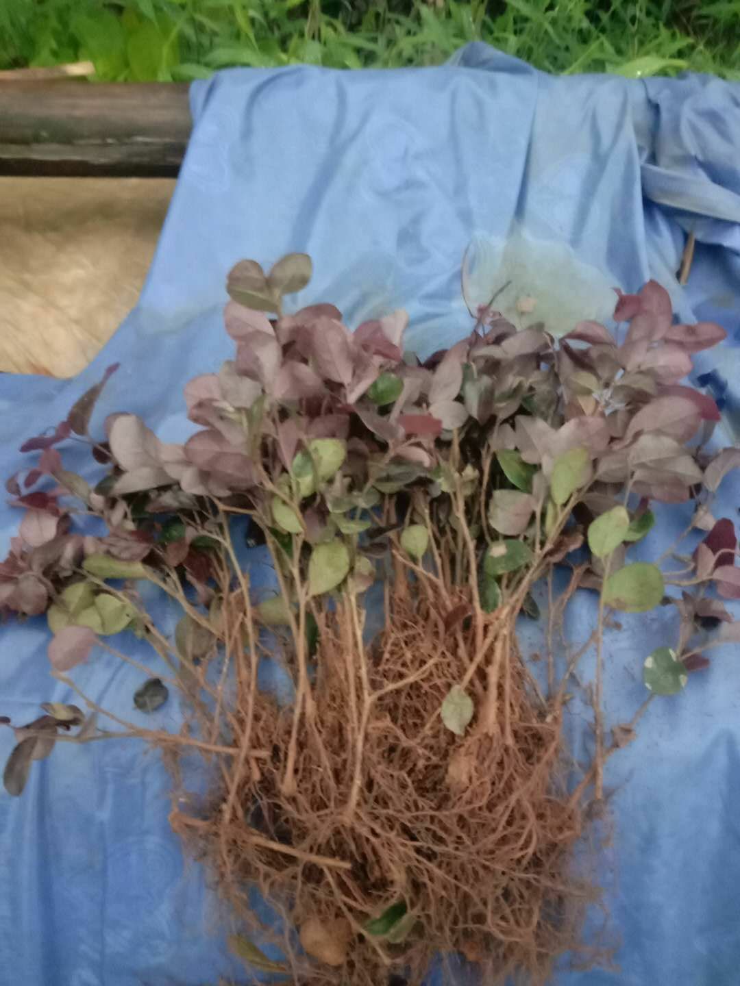 双面红  红花继木小苗 红继木