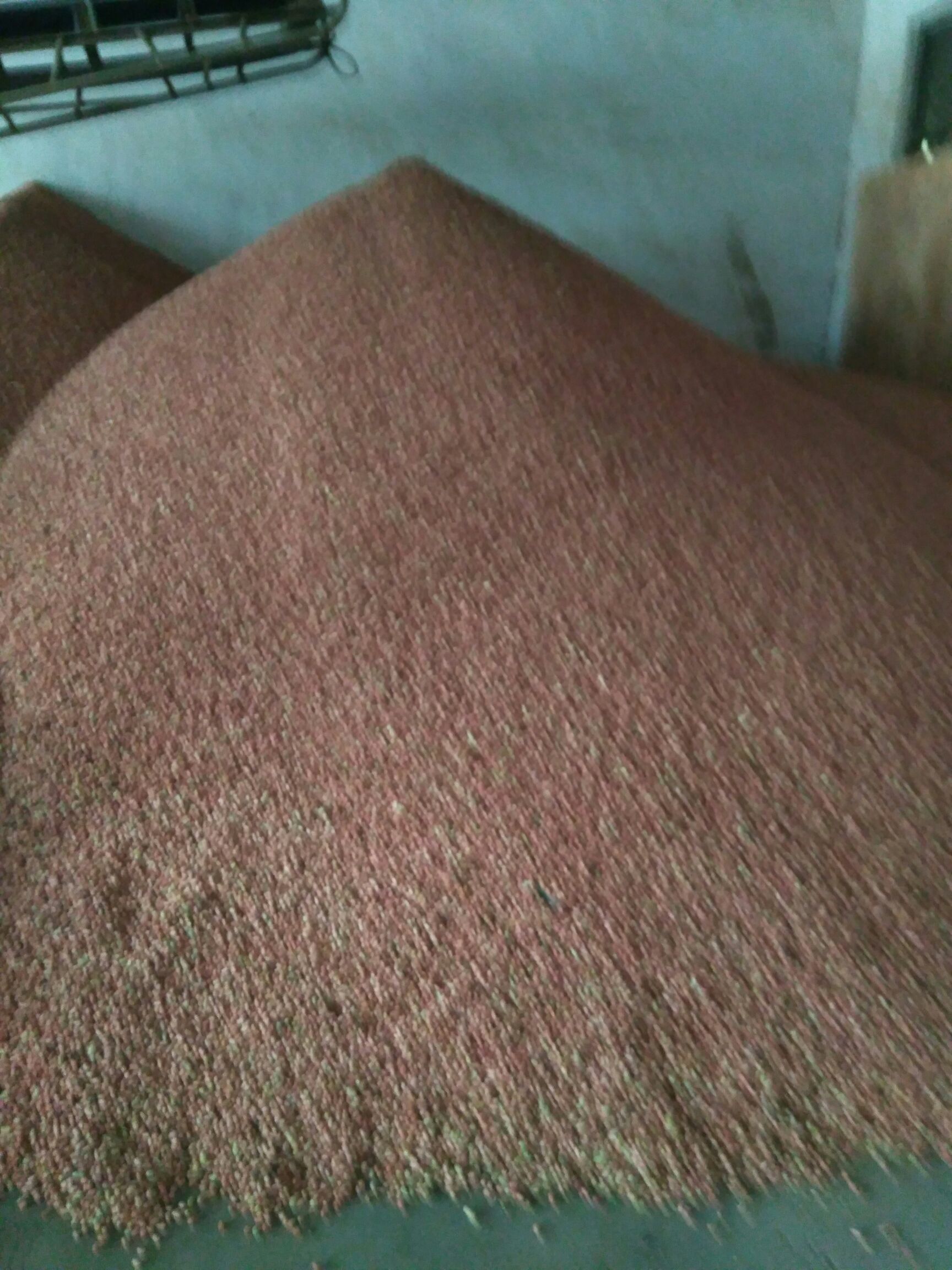 花生米大辨米，干净无杂无霉变，出油率高，是炸油，食品厂用。