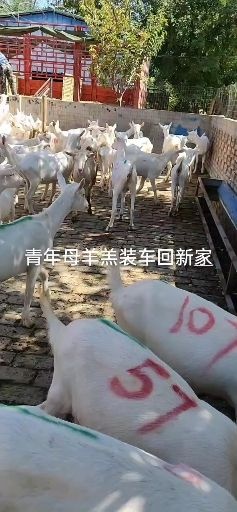 西安关中奶山羊  萨能奶山羊，陕西富平关中萨能奶山羊，青年母羊，青年奶山羊