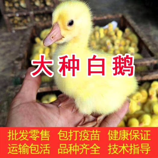 沈阳白鹅苗 