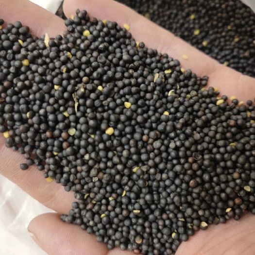 精品高含油菜籽  颗粒干净饱满    油色好  欢迎来电咨询